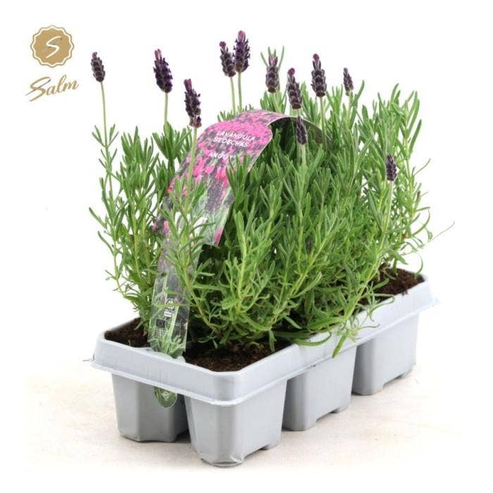 Lavandula st. 'Anouk'® 6-Pack