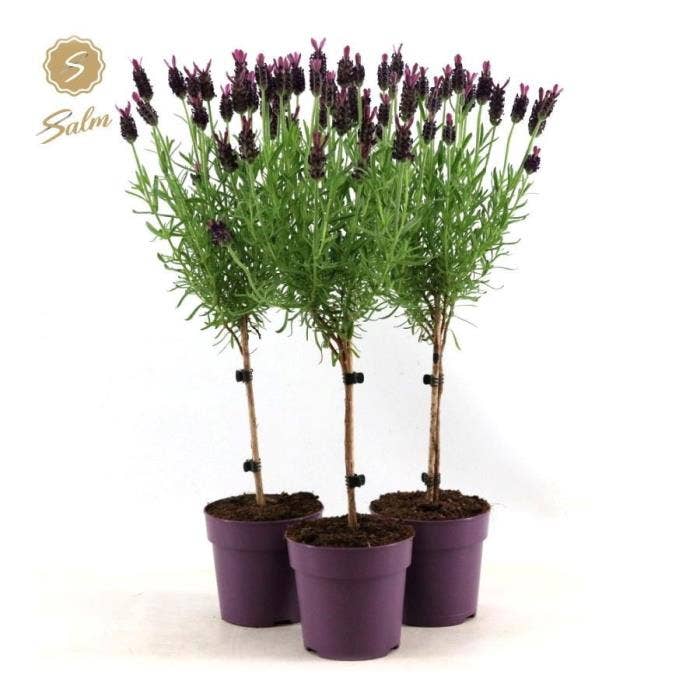 Lavandula st. 'Anouk'® on stem 