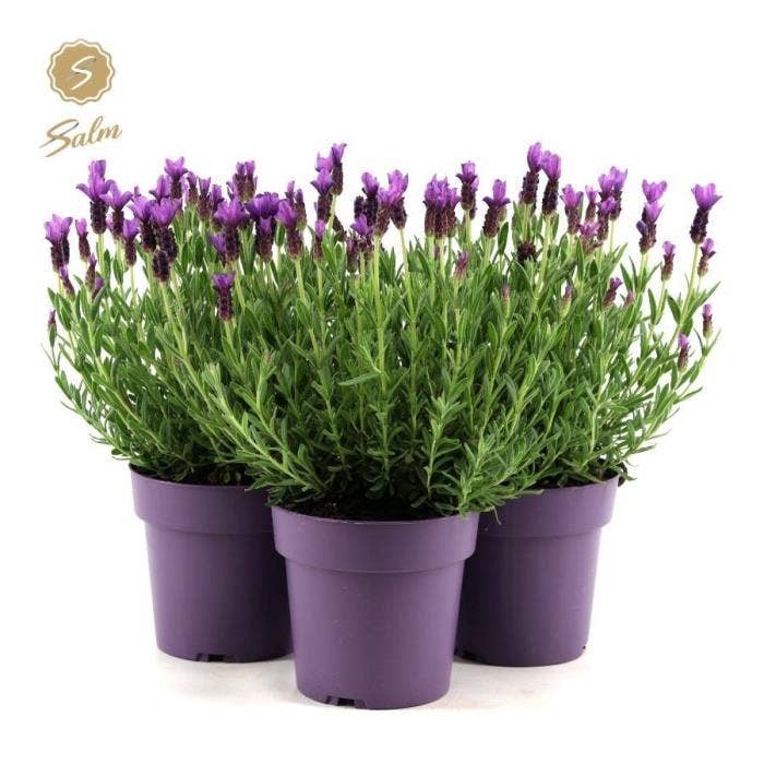 Lavandula st. 'Anouk'®