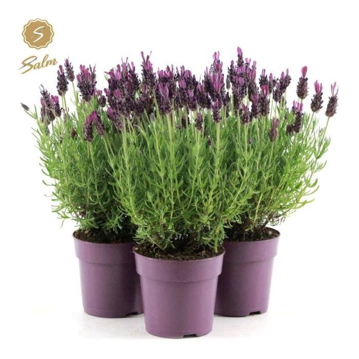 Lavandula st. 'Anouk'®