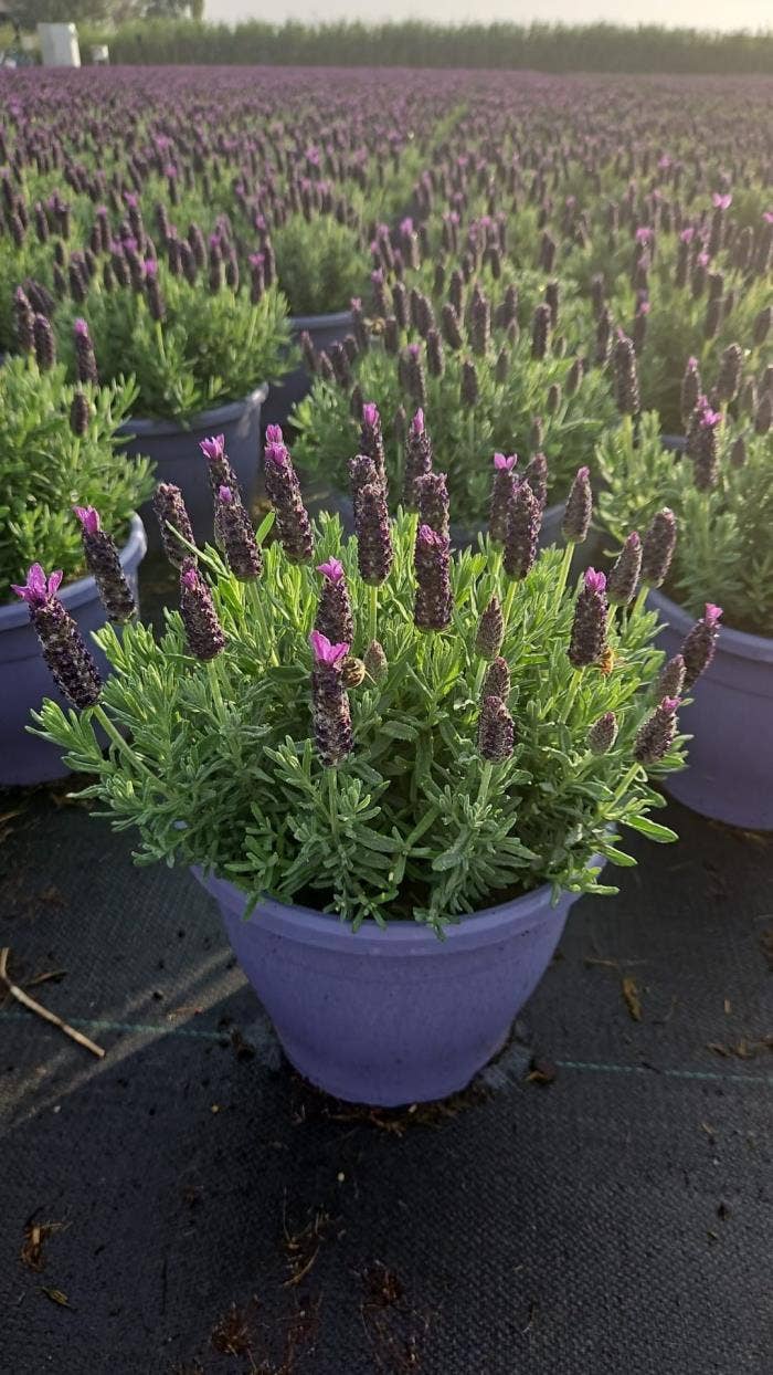 Lavandula st. 'Purple Flag'