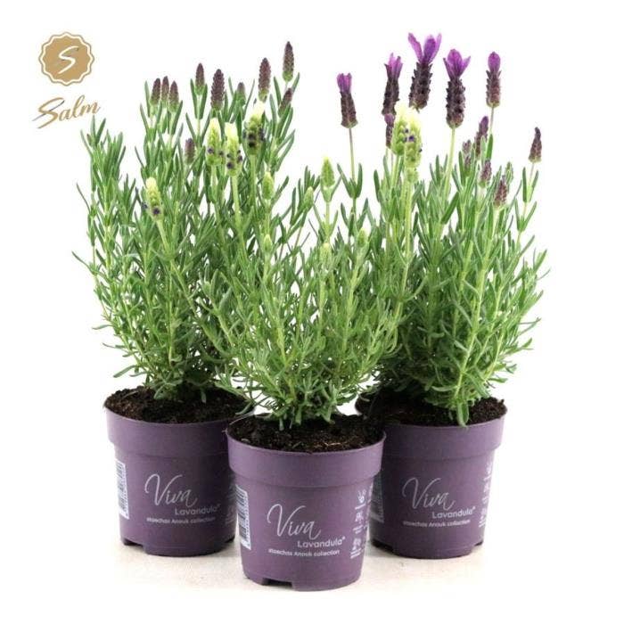 Lavandula sto. 'Anouk'