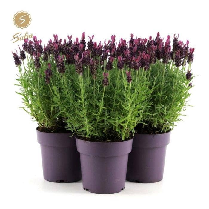 Lavandula stoechas 'Anouk'