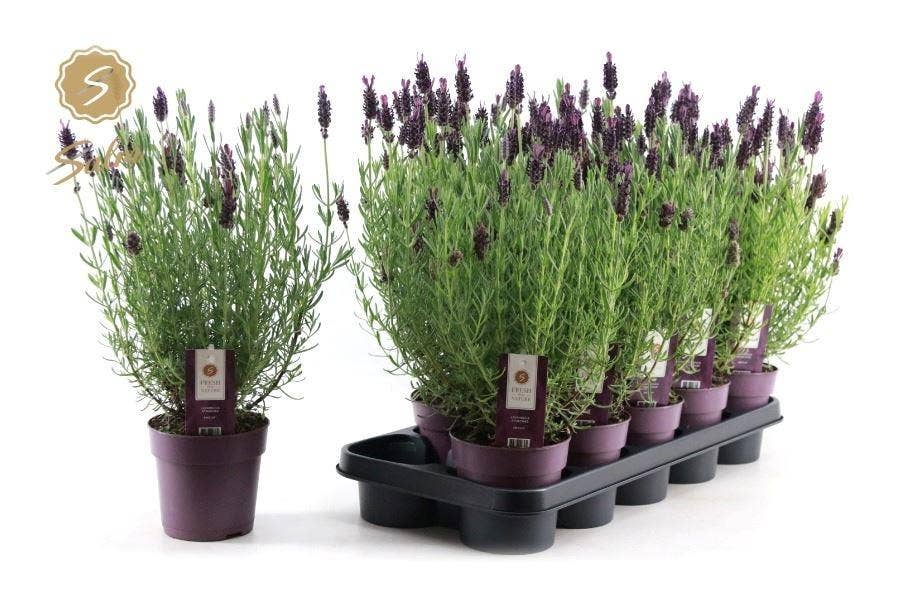 Lavandula stoechas 'Anouk'