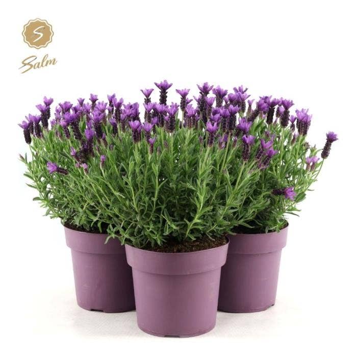 Lavandula stoechas 'Anouk'