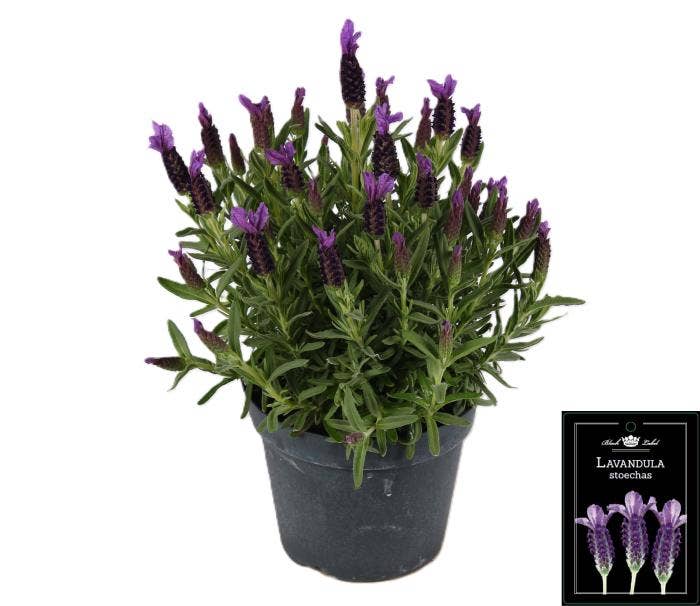 Lavandula Stoechas