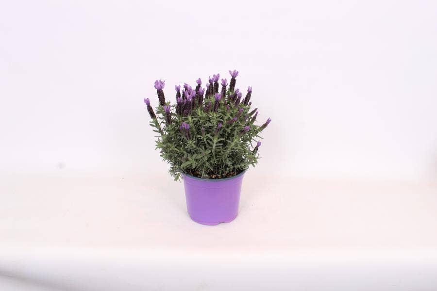 Lavandula stoechas