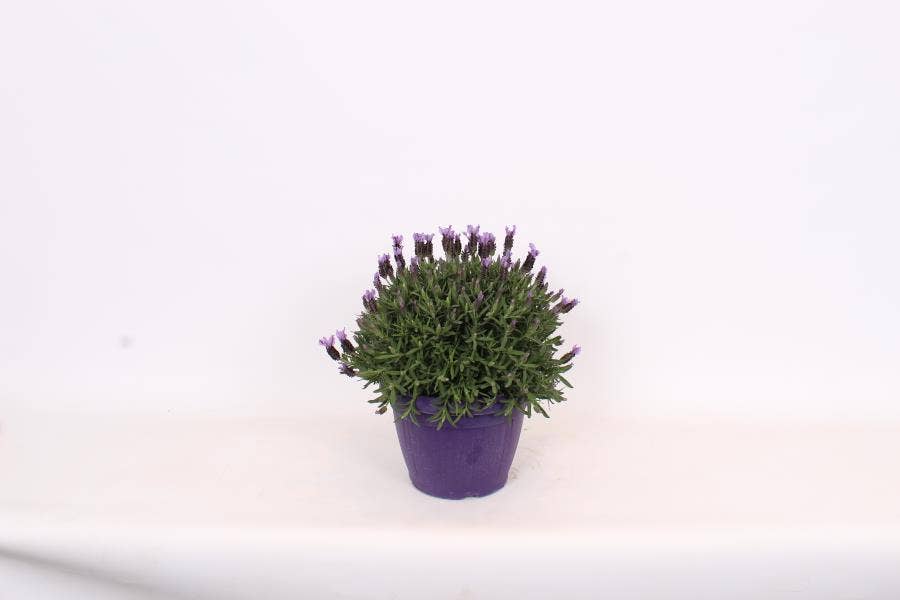 Lavandula stoechas