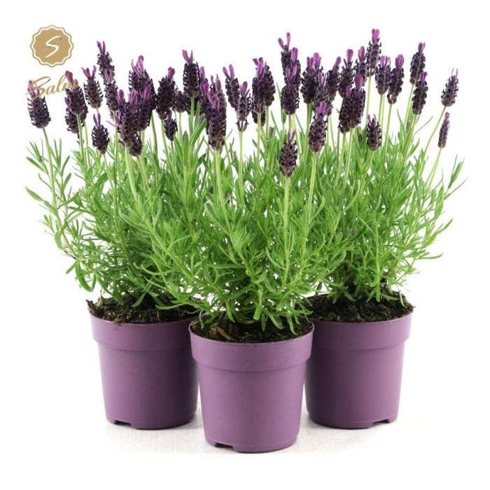 Lavandula stoechas