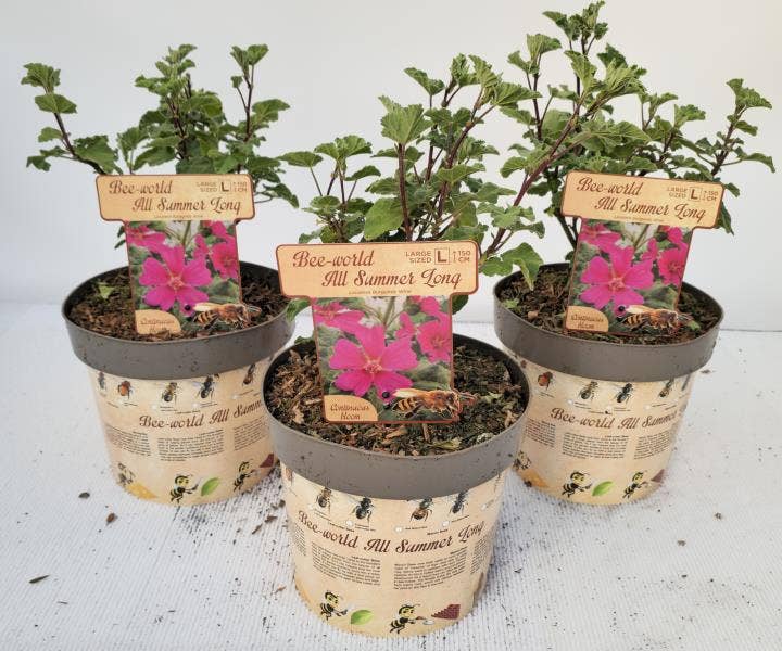 Lavatera Bee-Concept