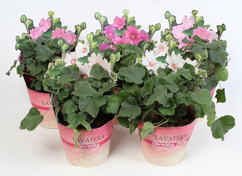 Lavatera in potcover