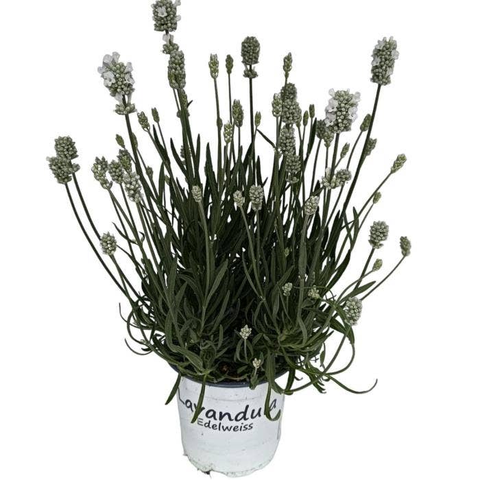 Lavendel Aromance