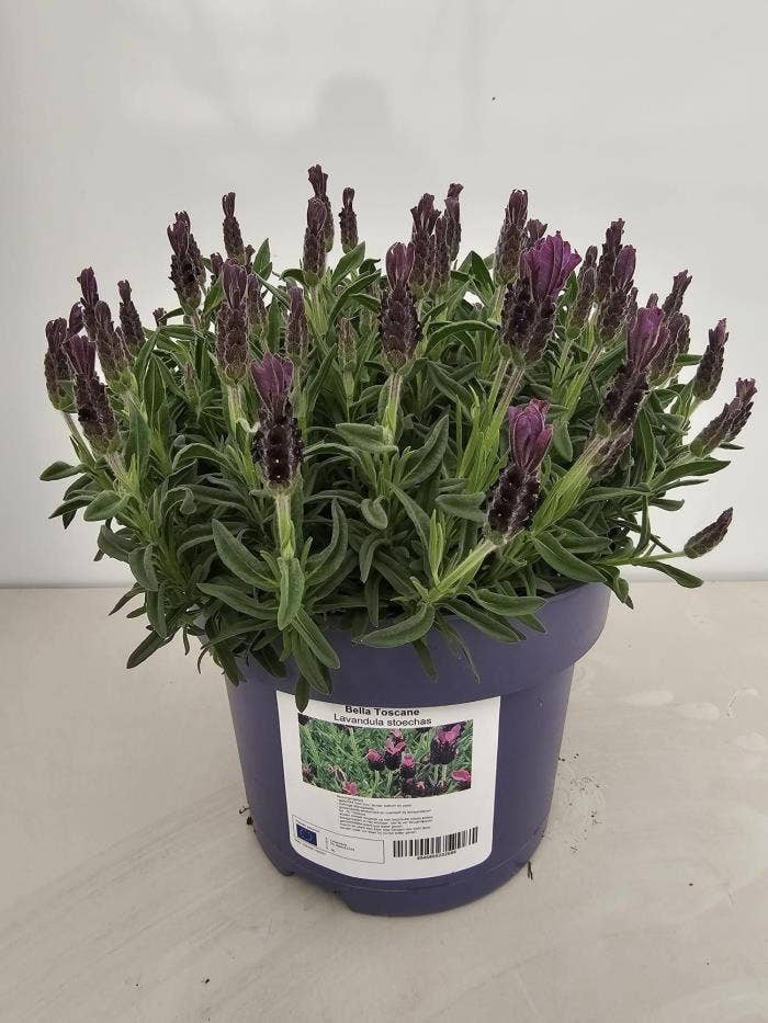 Lavendel Bella Toscane