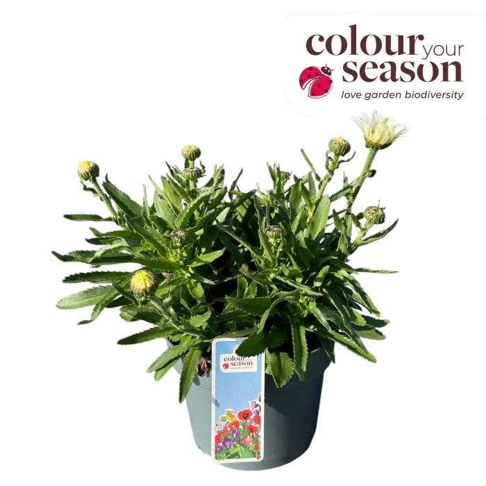 Leucanthemum Taurus