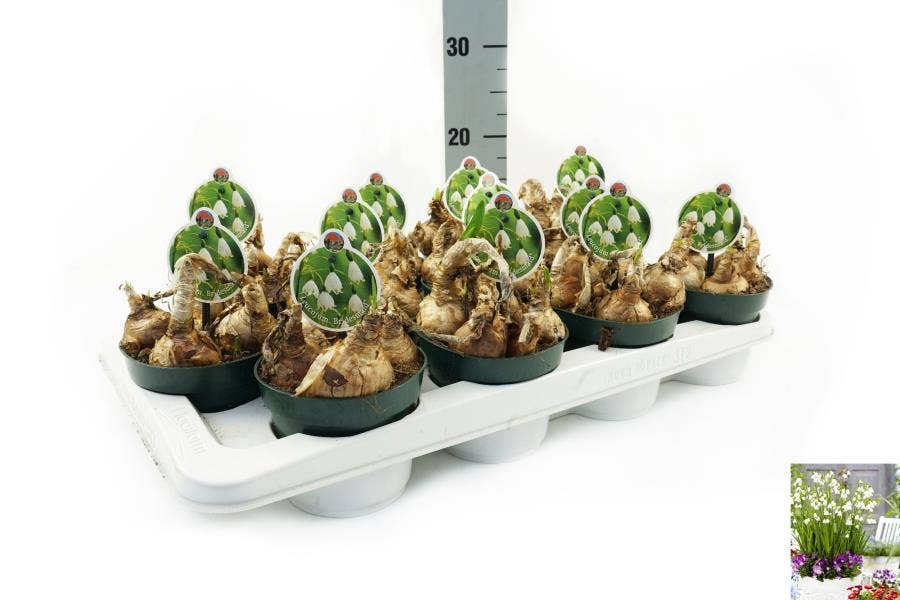 Leucojum Aestivum Bridesmaid