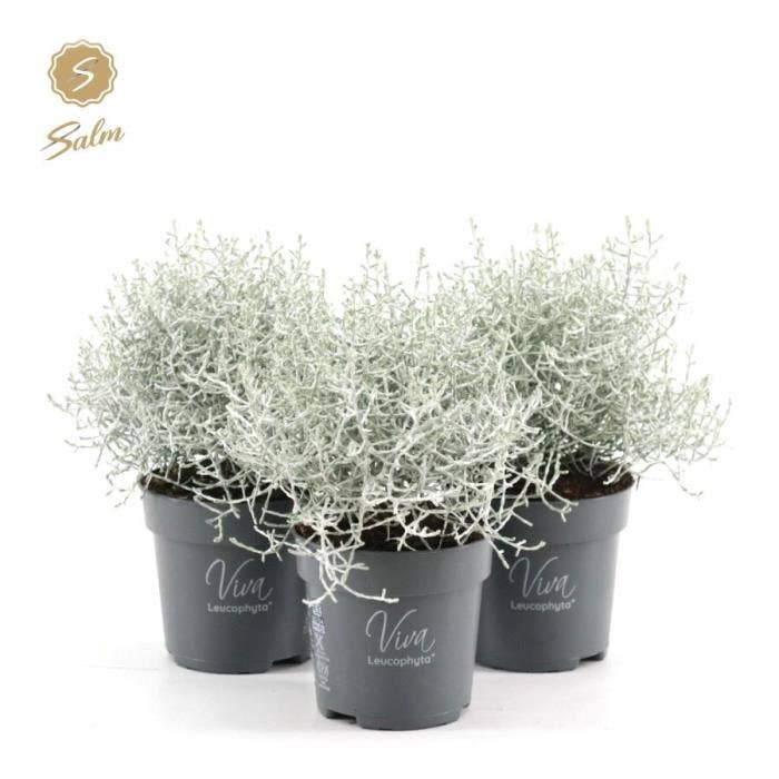 Leucophyta brownii ‘Challenge’ 