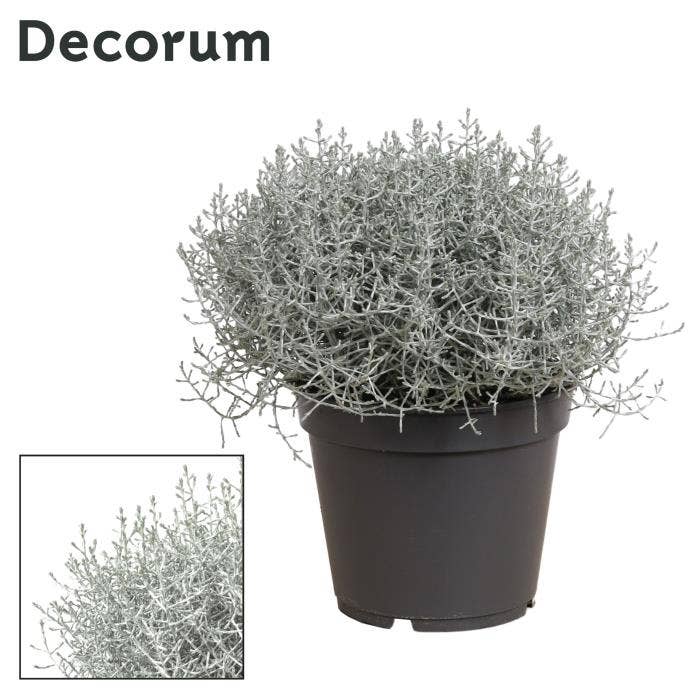 Leucophyta (Calocephalus) Brownii (Decorum)