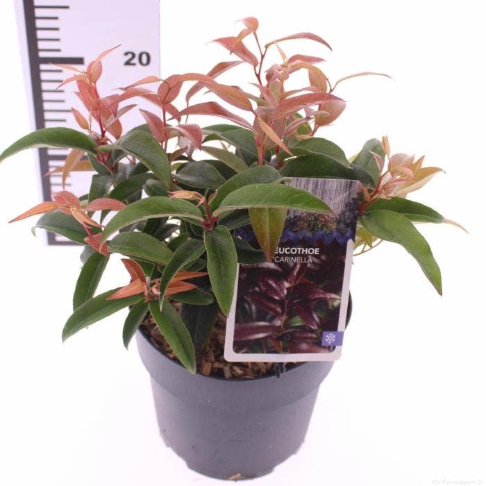 Leucothoe axi. 'Carinella'