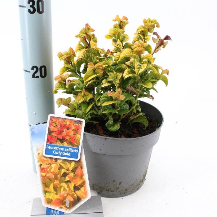 Leucothoe axi. 'Curly Gold'