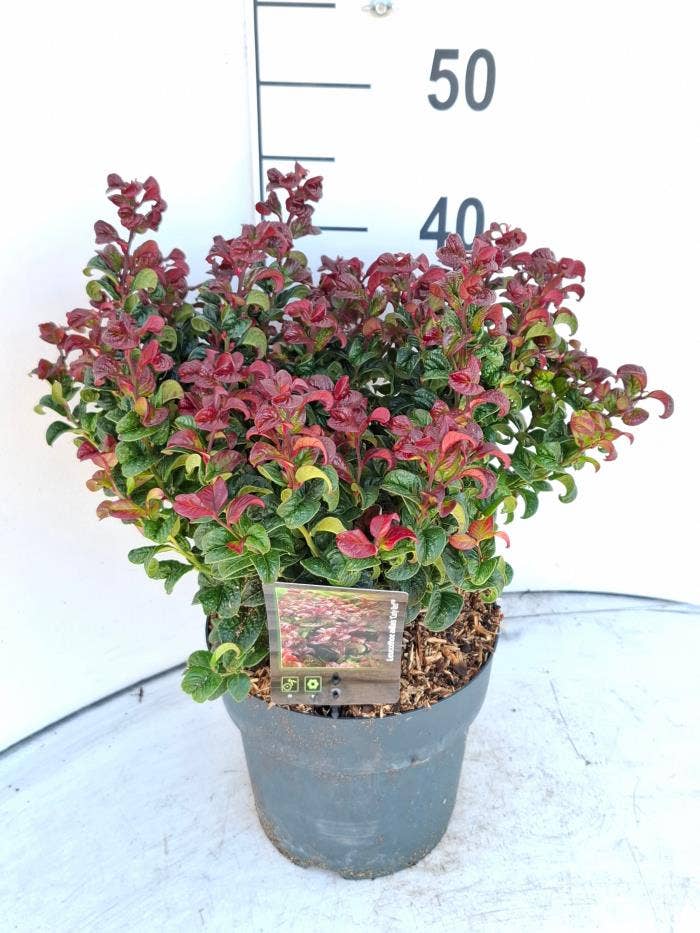 Leucothoe axi. 'Curly Red'