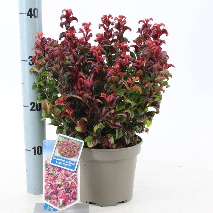 Leucothoe axi. ‘Curly Red’