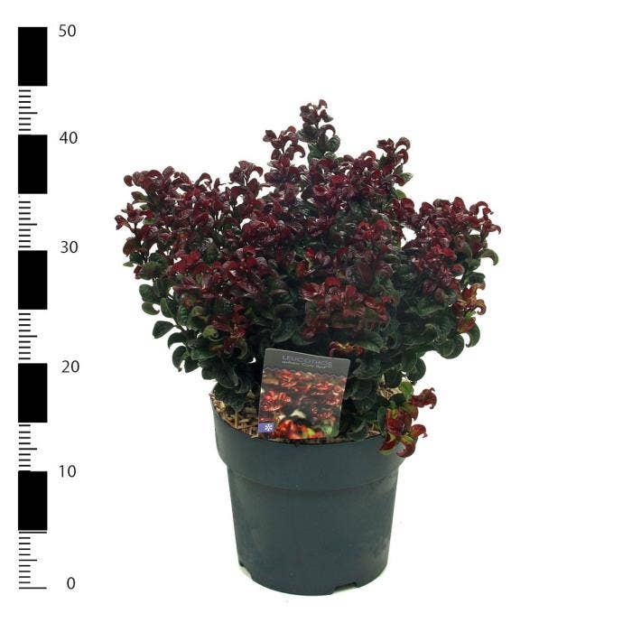 Leucothoe axi. 'Curly Red'