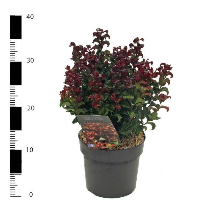 Leucothoe axi. 'Curly Red'
