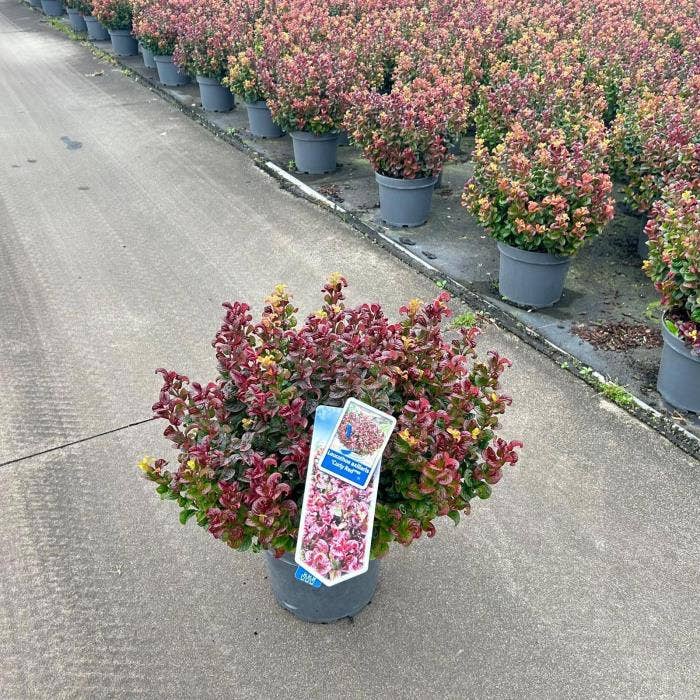 Leucothoe axi. ‘Curly Red’