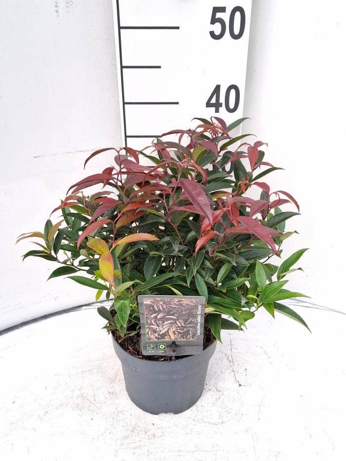 Leucothoe axi. 'ReJoyce'
