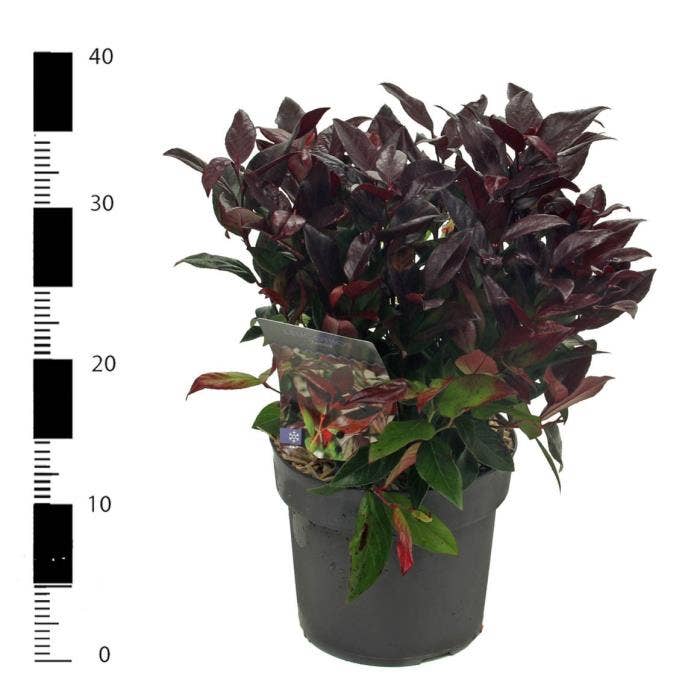 Leucothoe axi. 'Zeblid'
