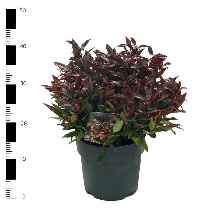 Leucothoe axi. 'Zeblid'