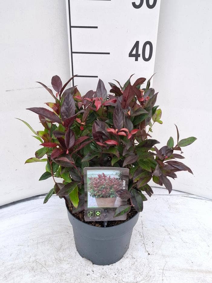 Leucothoe axi. 'Zeblid'