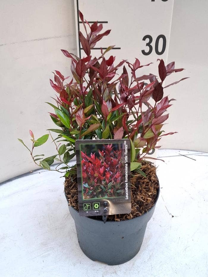 Leucothoe fon. 'Little Flames'