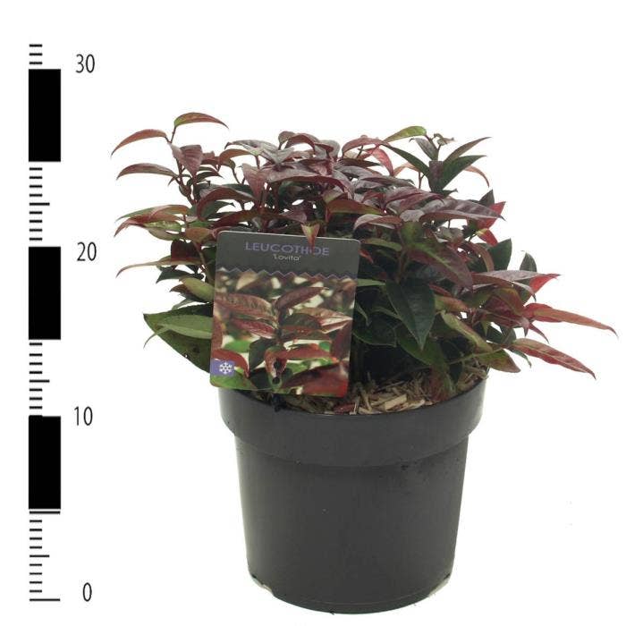 Leucothoe fon. 'Lovita'