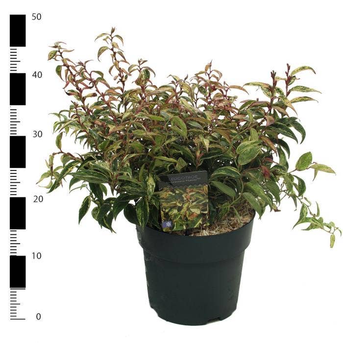 Leucothoe fon. 'Makijaz'
