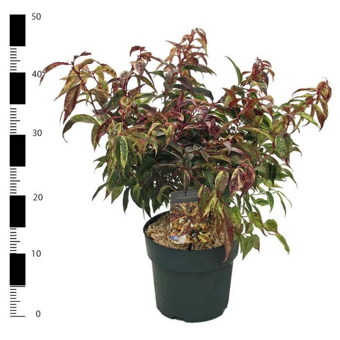 Leucothoe fon. 'Rainbow'