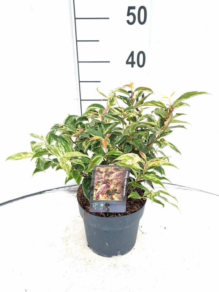 Leucothoe fon. 'Rainbow'