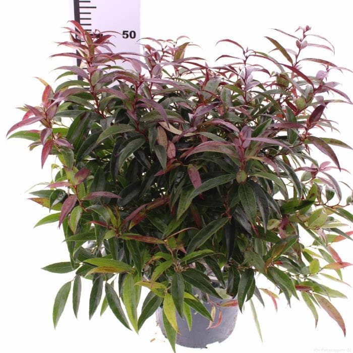 Leucothoe kei. 'Burning Love'