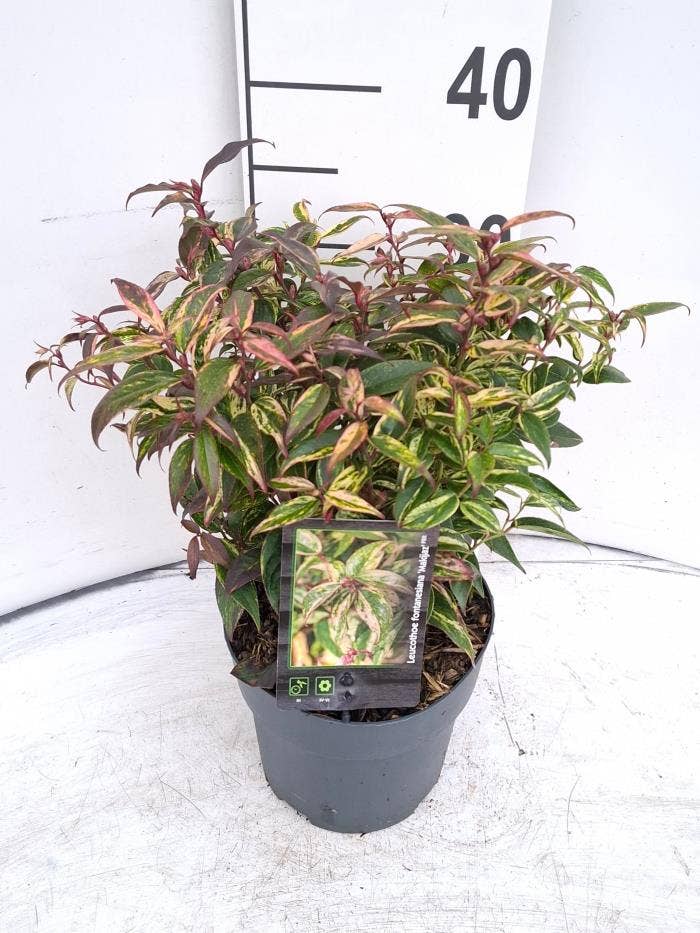 Leucothoe 'Makiejaz'