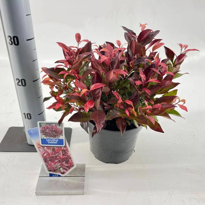 Leucothoe 'Zeblid'