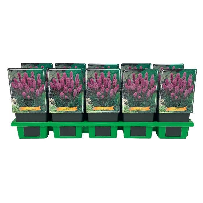 Liatris Spicata Kobold