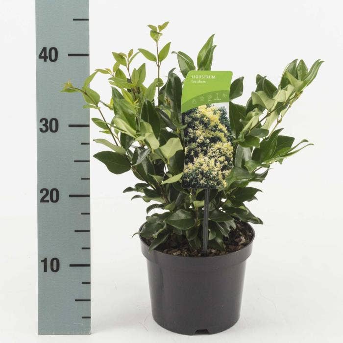 Ligustrum lucidum