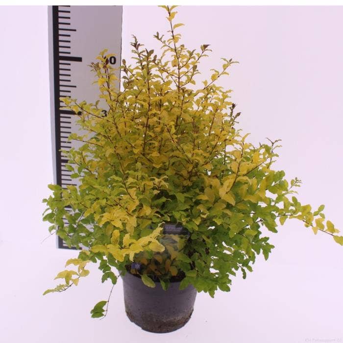 Ligustrum ova. 'Lemon and Lime'