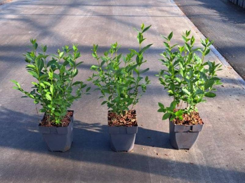 Ligustrum ovalifolium