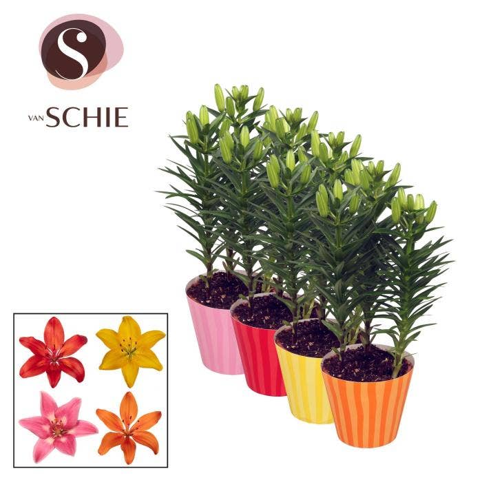 Lilium as. in Potcover