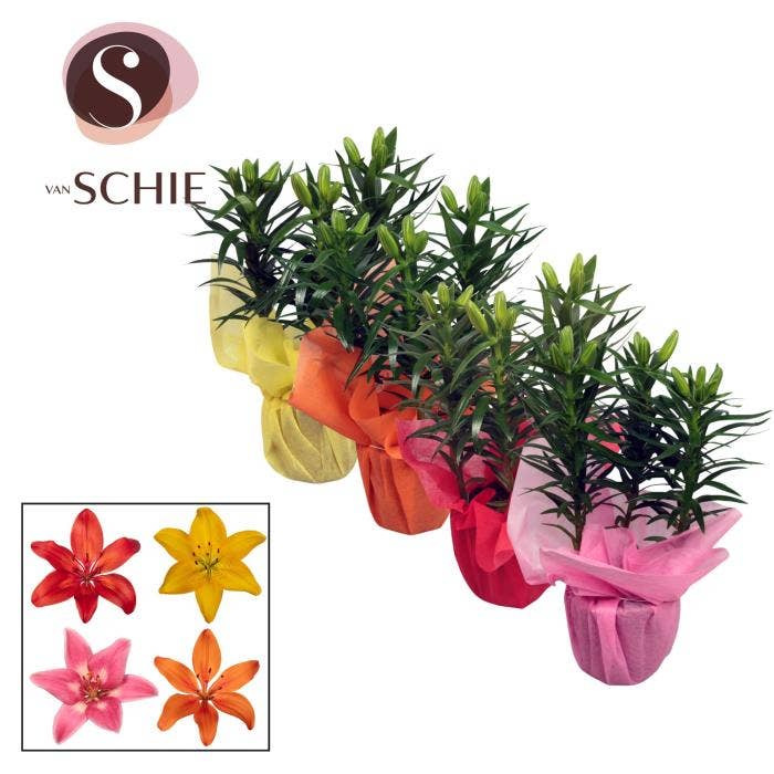 Lilium as. in Wrap
