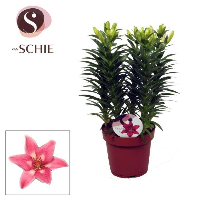 Lilium as. Pink