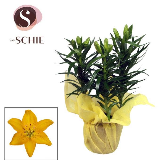 Lilium as. Yellow in Wrap