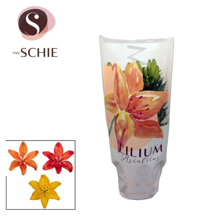 Lilium as.
