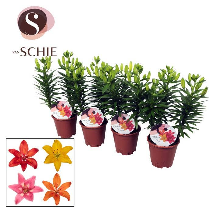 Lilium Aziaat